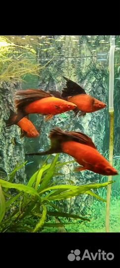 Велиферы оранж альбино, меченосцы флаговые