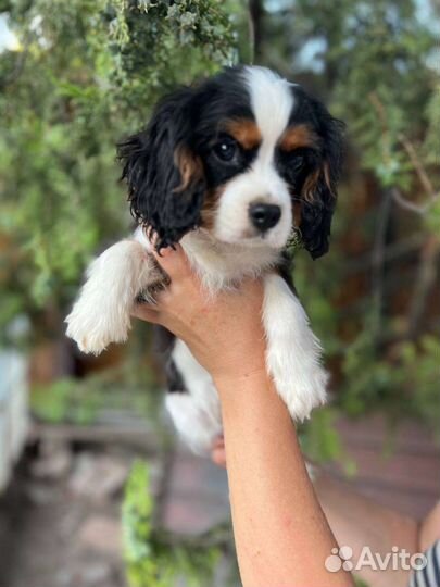 Кавалер кинг чарльз спаниель