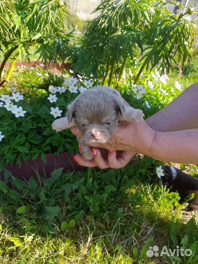 Щенки чихуахуа