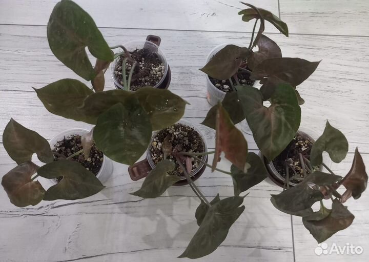 Сингониум разные