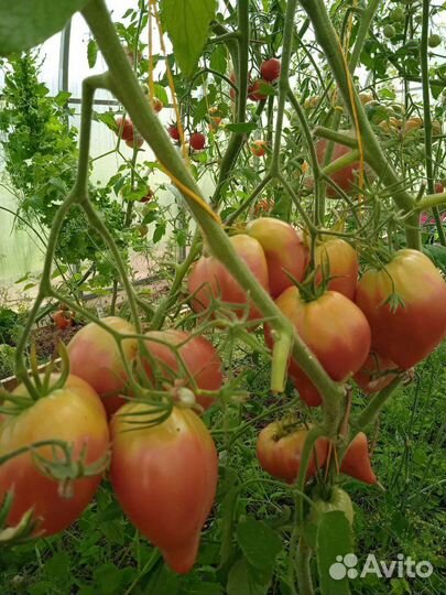 Семена сортовых томатов