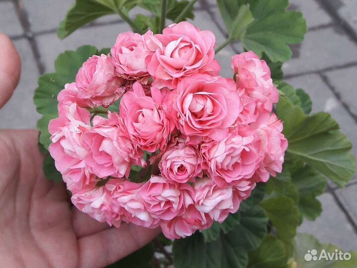 Пеларгония Australien Pink Rosebud