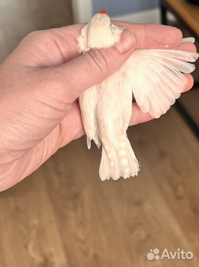 Зебровые амадины, в наличии