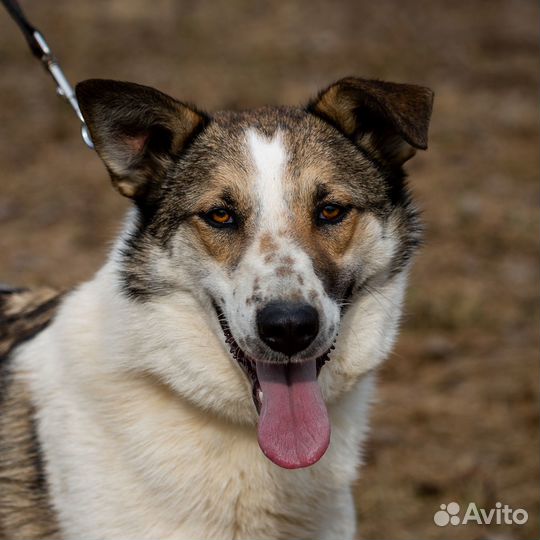 Рокси. Самая любвеобильная собака приюта
