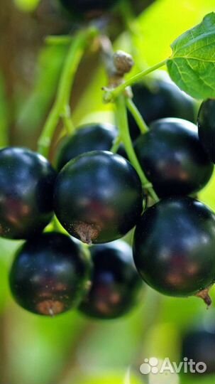 Черная смородина