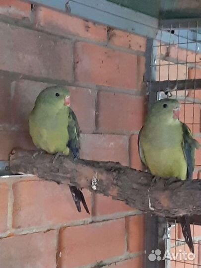 Попугаи оптом