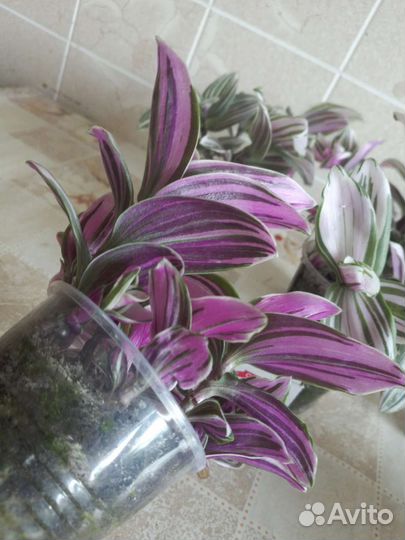 Традесканция