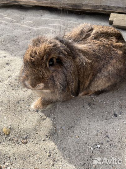 Вязка кроликов