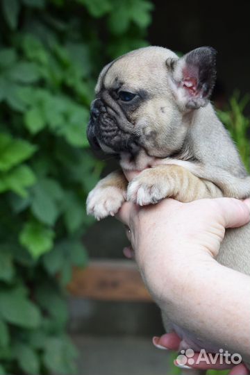 Щенки Французского бульдога