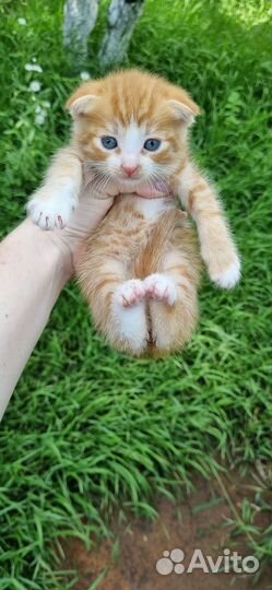 Котята вислоухие