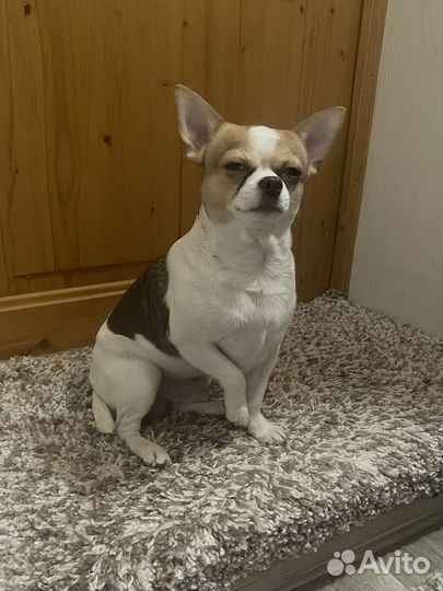 Вязка кобель Чихуахуа