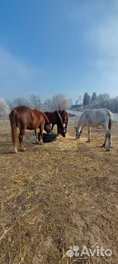 Постой лошадей. Катания, фото сессии