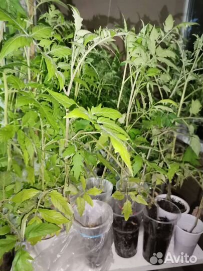 Рассада помидор и перцев