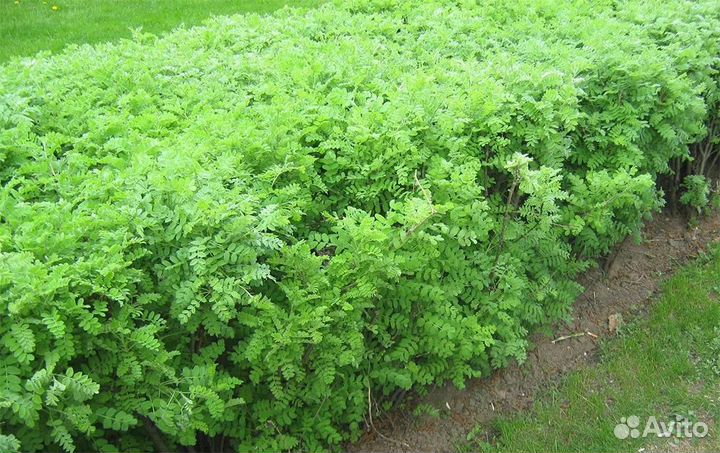 Карагана саженцы