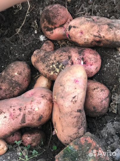 Семена картофеля