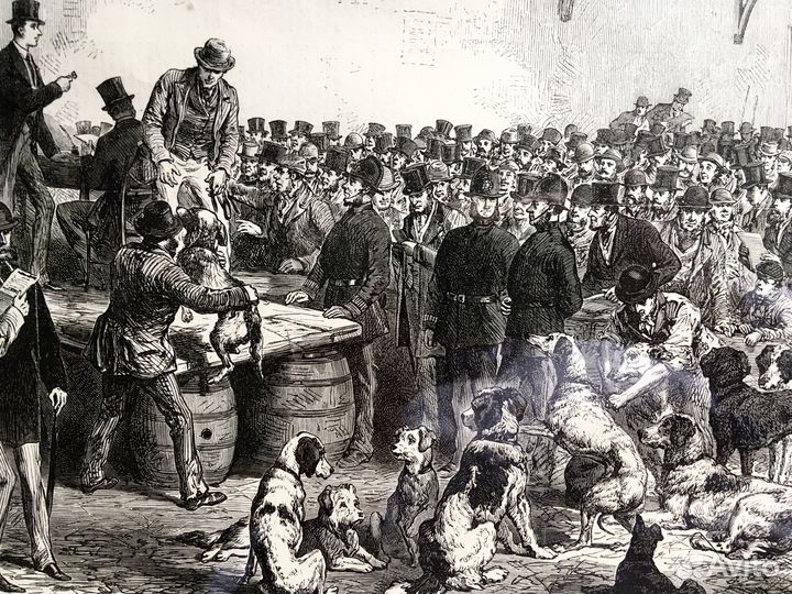 Pacпpoдaжa coбак в Челси 1862год