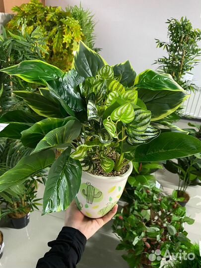 Декоративные растения для дома