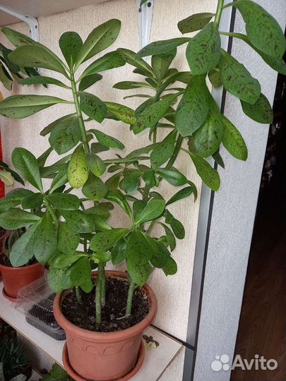 Синадениум