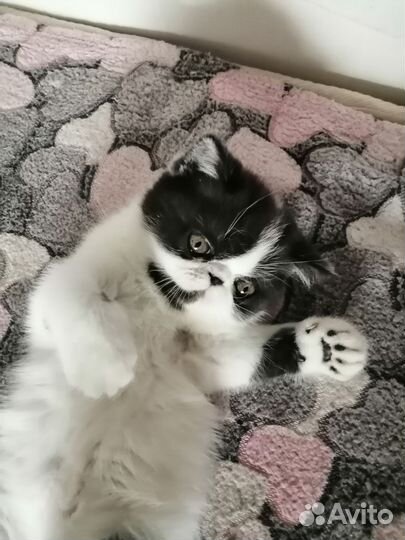 Кошечка экзот