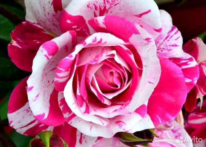 Роза плетистая Инес Систерс