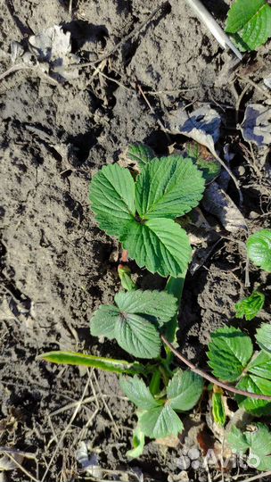 Рассада клубники