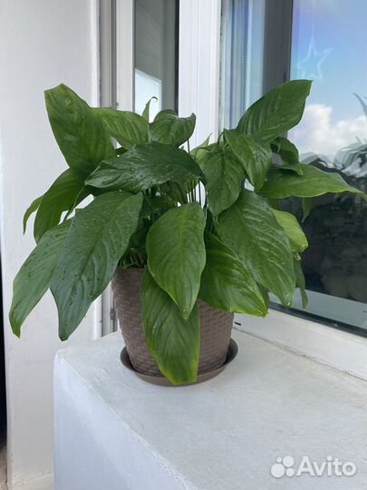 Спатифиллум