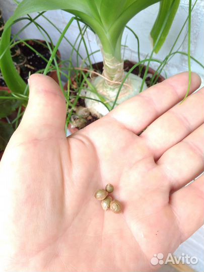 Птицемлечник хвостатый (индийский лук)