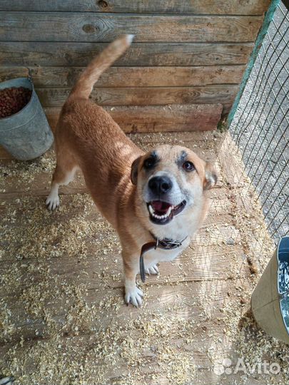 Малышка Шейла. Собака в дар. Приют Некрасовка