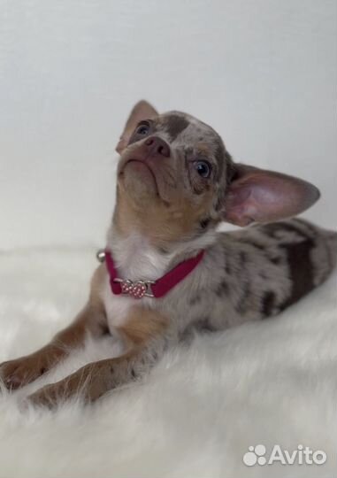 Мраморная красавица