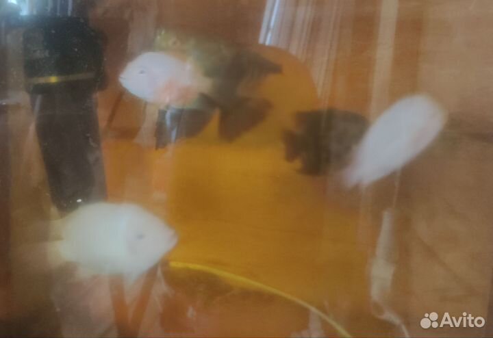 Аквариумные рыбки цихлиды