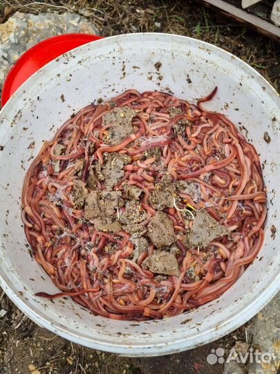 Черви дендробена