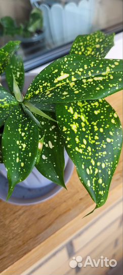 Драцена Florida Beauty