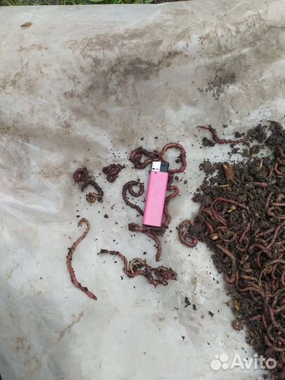 Червь навозный