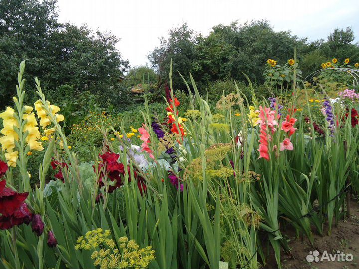 Луковицы гладиолуса