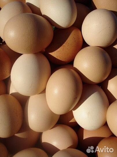 Яйцо куриное оптом