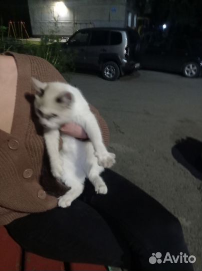 Кошка в дар бесплатно