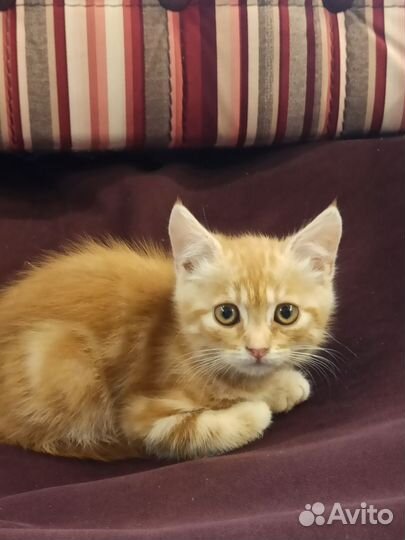 Котята сибирской кошки