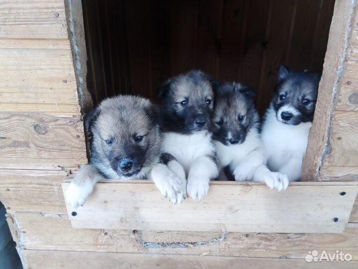 Западно сибирская лайка щенки