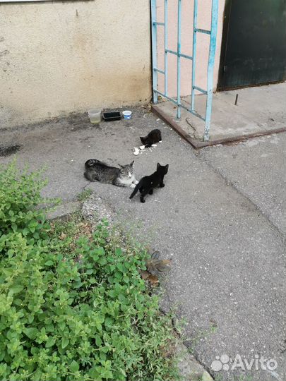 Котенок