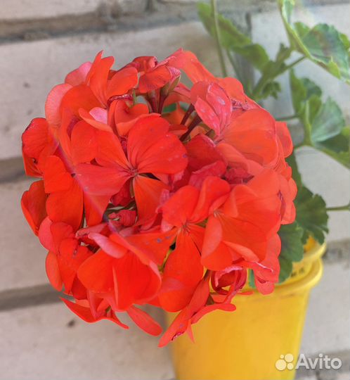 Пеларгония герань красно-оранжевая