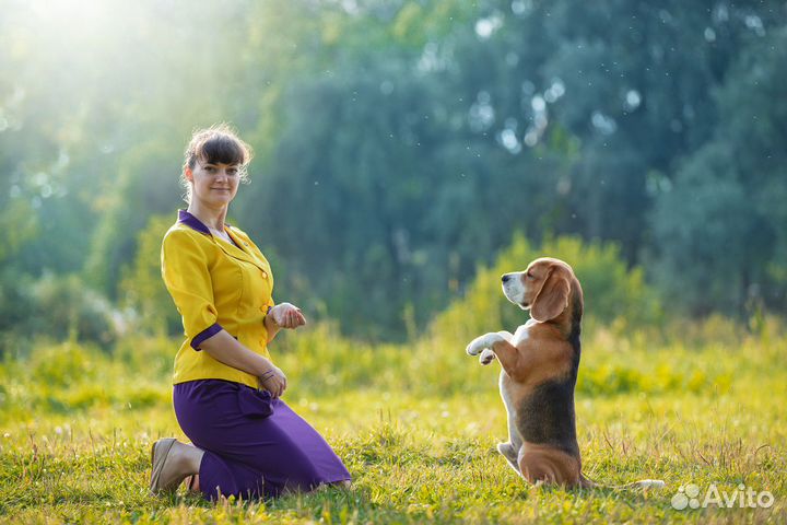 Услуги профессионального хендлера, спб