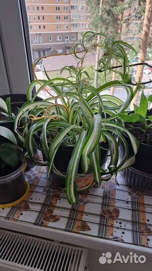 Хлорофитум кудрявый