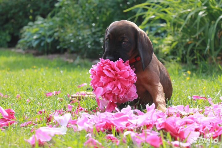 Щенки баварской горной гончей