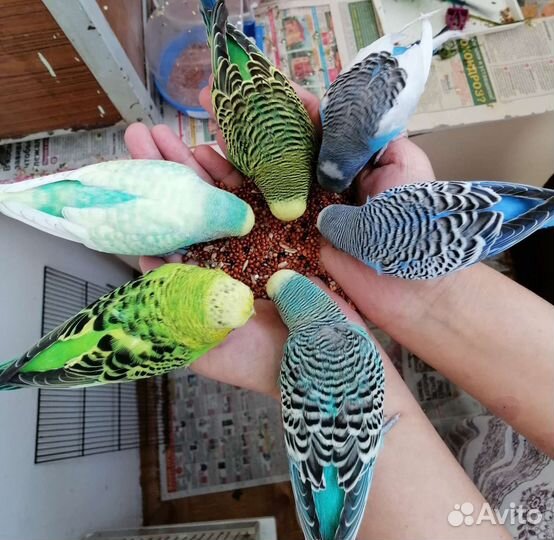 Волнистый попугай