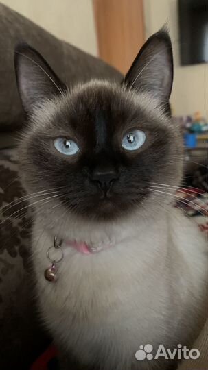 Тайская кошка