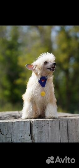 Китайская хохлатая пуховая