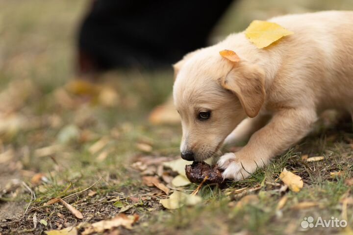 Вкусняшки для собак