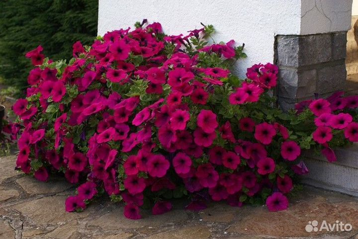 Рассада петунии