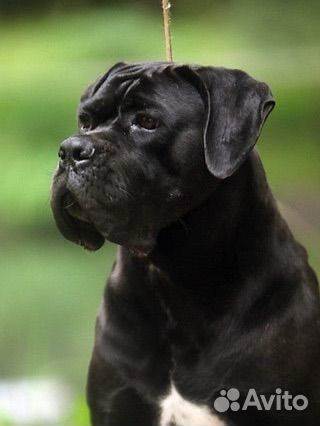 Щенки кане корсо