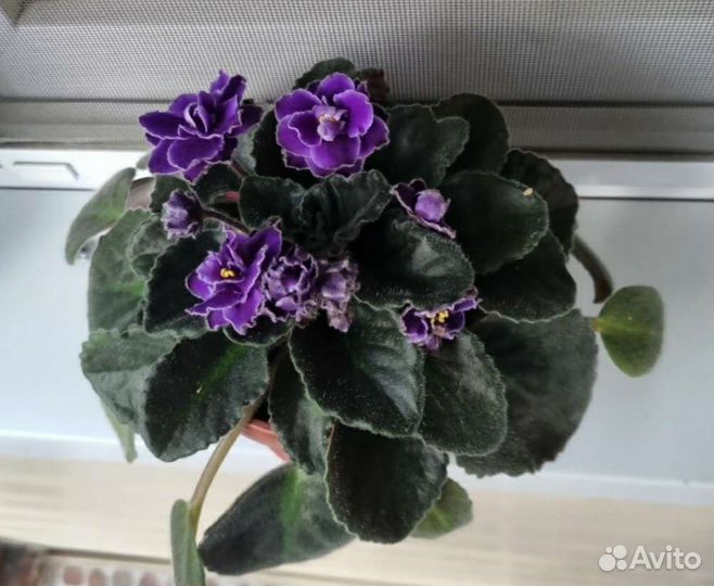 Фиалка сортовая